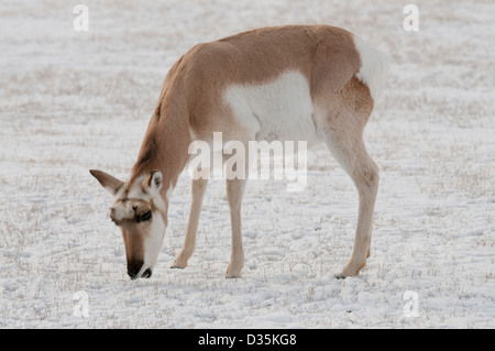 Stock photo d'une biche antilope paissant dans un champ neigeux. Banque D'Images