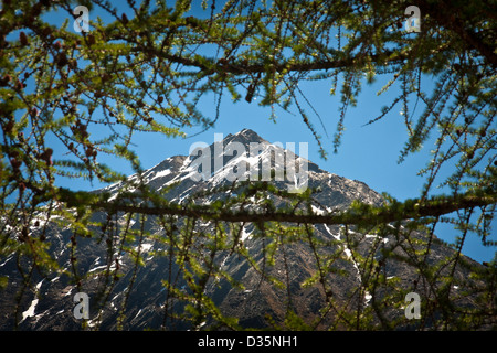 Branches de pin vert avec un fond de montagne couverte de neige, Parc National du Gran Paradiso, Graian Alps, Italie Banque D'Images
