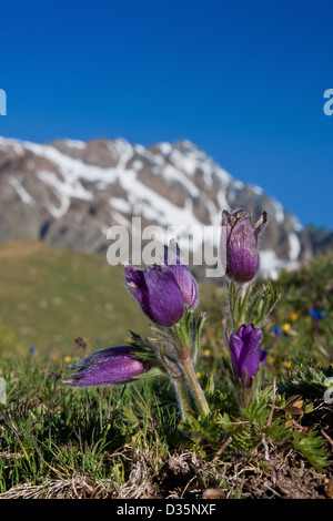 Anémone pulsatille printanière ( Pulsatilla vernalis ) avec un fond de montagne couverte de neige, Parc National du Gran Paradiso, Italie Banque D'Images