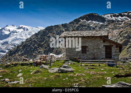 ( Steinbocks bouquetins Capra ) autour d'un abri en pierre alpine, Herbetet, Parc National du Gran Paradiso, Alpes - Italie Banque D'Images