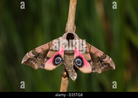 Abendpfauenauge Eyed Hawk Moth Banque D'Images