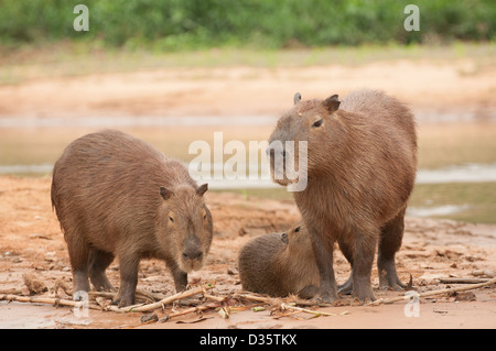 Capybara family on beach l'après-midi au Pantanal, Brésil. Banque D'Images