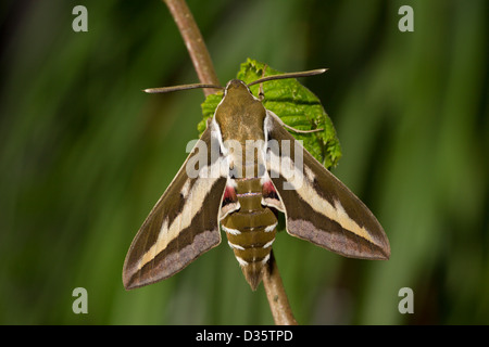 Le gaillet Hyles gallii Hawk-Moth Sphinx Gallium Labkrautschwaermer Banque D'Images