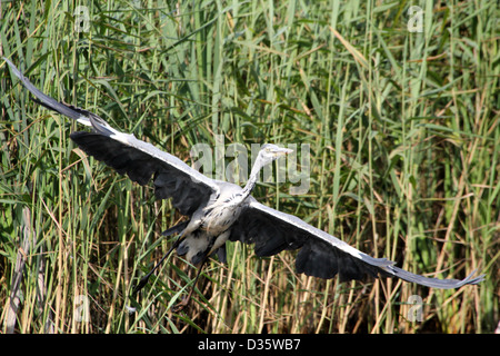 Capture d'un détaillée Héron cendré (Ardea cinerea) en vol après le décollage Banque D'Images