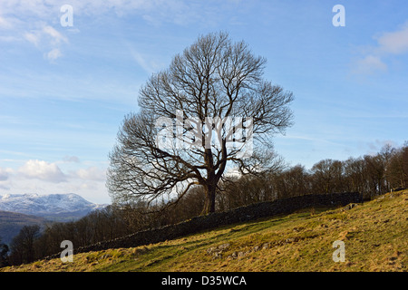 Agricole commune en hiver. Windermere, Parc National de Lake District, Cumbria, Angleterre, Royaume-Uni, Europe. Banque D'Images