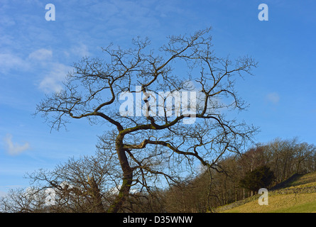 Arbre en hiver. Agricole Commune, Windermere, Parc National de Lake District, Cumbria, Angleterre, Royaume-Uni, Europe. Banque D'Images