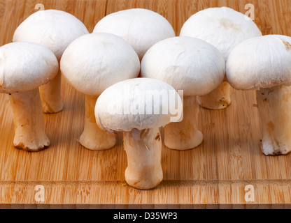 Groupe de champignons blancs se tiennent sur une planche en bois Banque D'Images