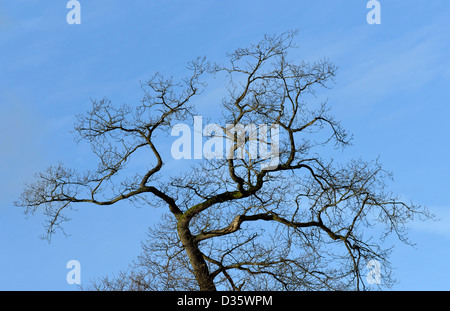 Arbre en hiver. Agricole Commune, Windermere, Parc National de Lake District, Cumbria, Angleterre, Royaume-Uni, Europe. Banque D'Images