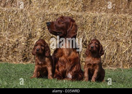 Chien Setter Irlandais rouge Setter adulte et deux chiots dans un champ Banque D'Images