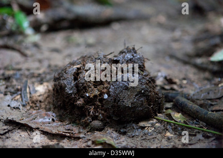 CONGO, 29 septembre 2012 Frais de la forêt : bouse d'éléphant sur le sol de la forêt sur un sentier d'éléphants par Messok Jaa Parc National. Banque D'Images