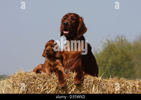 Chien Setter Irlandais rouge Setter adulte et chiot couché sur la paille Banque D'Images