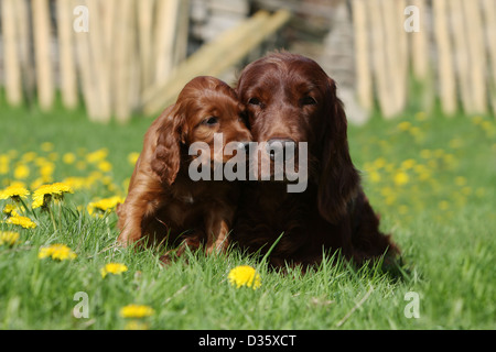 Chien Setter Irlandais rouge Setter adulte et chiot dans un pré Banque D'Images