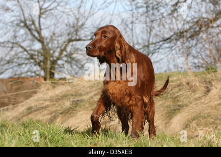 Chien Setter Setter Irlandais rouge / adultes dans un pré Banque D'Images