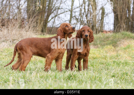 Chien Setter Irlandais rouge / deux chiots Setter dans un pré Banque D'Images