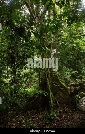CONGO, le 29 septembre 2012 : Des arbres dans le Parc National de Messok JAA. Banque D'Images