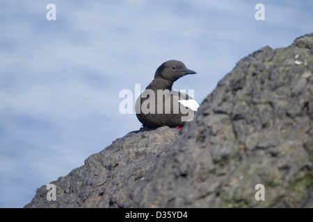 Le Guillemot à miroir (Cepphus grylle) perché sur des falaises de basalte sur la côte d'Islande Banque D'Images