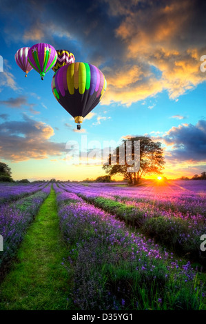 Montgolfières survolant de magnifiques champs de lavande au cours de l'été superbe coucher du soleil Banque D'Images