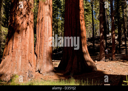 Séquoias géants de Mariposa Grove, Yosemite National Park, California, United States of America, USA Banque D'Images