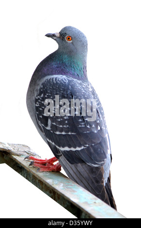 Un pigeon assis sur un bar isolé sur fond blanc Banque D'Images