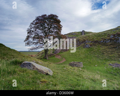 Sycamore Gap ou Robin Hood's tree sur la muraille romaine non loin de deux fois brassé dans le Northumberland Banque D'Images