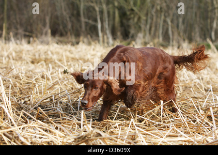 Chien Setter Irlandais rouge Setter des profils d'exécution dans un champ Banque D'Images