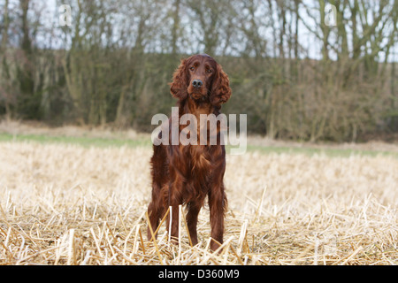 Chien Setter Setter Irlandais rouge / adultes debout dans un champ Banque D'Images