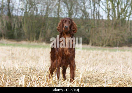 Chien Setter Setter Irlandais rouge / adultes debout dans un champ Banque D'Images