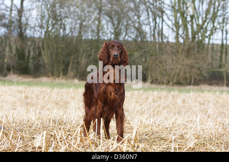 Chien Setter Setter Irlandais rouge / adultes debout dans un champ Banque D'Images