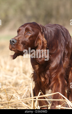 Chien Setter Irlandais rouge Setter portrait adultes Banque D'Images