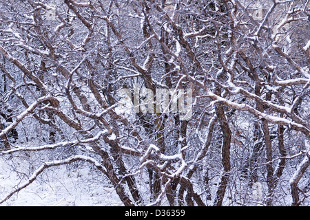 Chêne Scrub couverte de neige fraîche. Banque D'Images