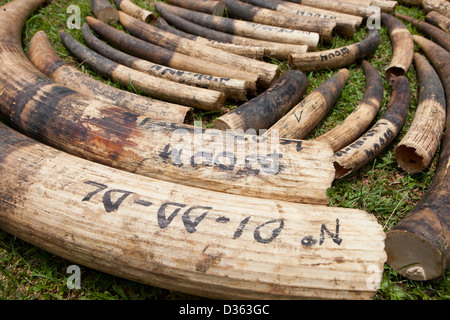 Le CAMEROUN, 3 octobre 2012 : ivoire confisqués par le ministère des Forêts et de la faune sauvage des braconniers et en réserve. Banque D'Images