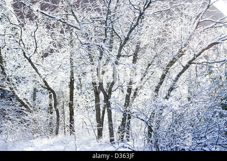 Chêne Scrub couverte de neige fraîche. Banque D'Images