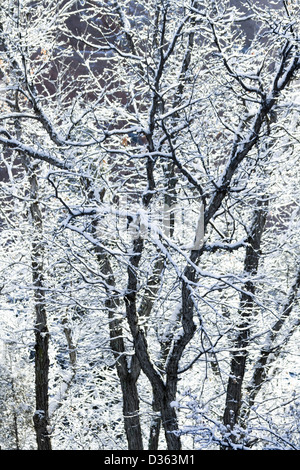 Chêne Scrub couverte de neige fraîche. Banque D'Images