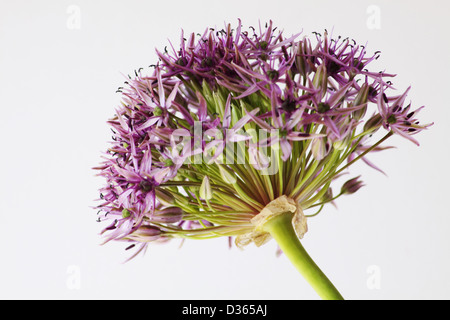 Allium giganteum Banque D'Images