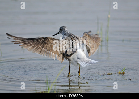 Chevalier Aboyeur (Tringa nebularia commune) En plumage nuptial prendre un bain dans le parc national de Ranthambore. Banque D'Images