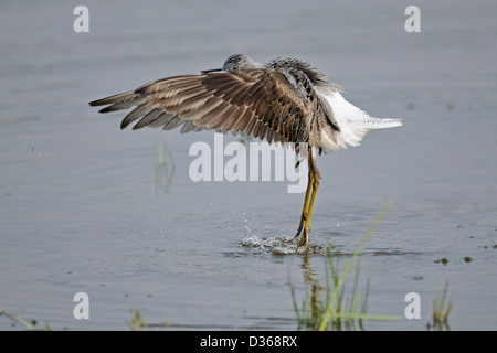 Chevalier Aboyeur (Tringa nebularia commune) En plumage nuptial prendre un bain dans le parc national de Ranthambore. Banque D'Images