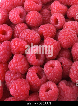 Framboises fraîches Banque D'Images