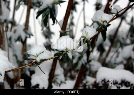 NEIGE COUVERTE DE BUDDLEJA DAVID2 EN HIVER. ROYAUME-UNI. Banque D'Images