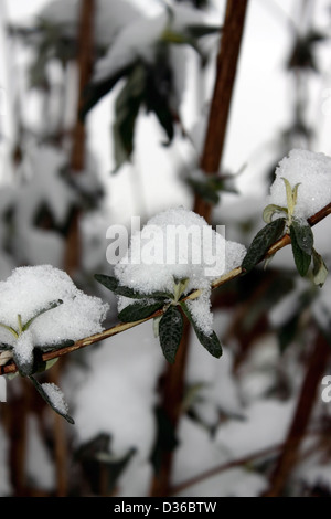 NEIGE COUVERTE DE BUDDLEJA DAVID2 EN HIVER. ROYAUME-UNI. Banque D'Images