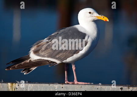 Ou00988-00...OREGON - Western gull sur un quai dans le port de Charleston. Banque D'Images