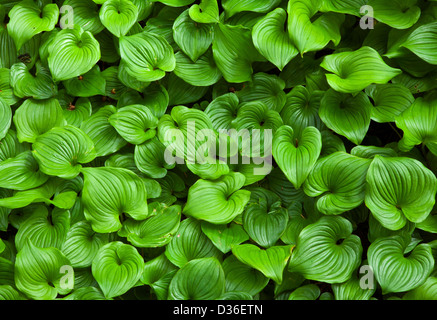 Ou00992-00...OREGON - Faux le muguet, Maianthemum dilatatum, commune le long de la côte de l'Oregon. Banque D'Images