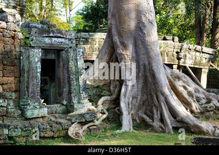 Porte et Banyan Tree roots à Banteay Kdei temple, Angkor, Cambodge Banque D'Images