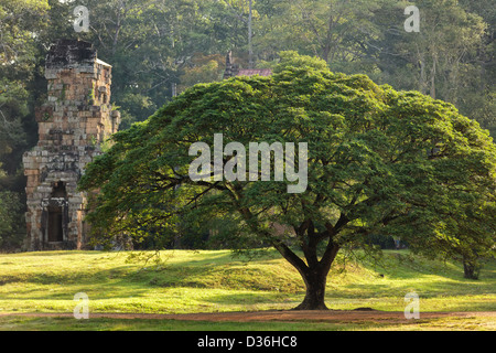 Grand arbre et Prasat Suor Prat temple, Angkor Thom, au Cambodge Banque D'Images