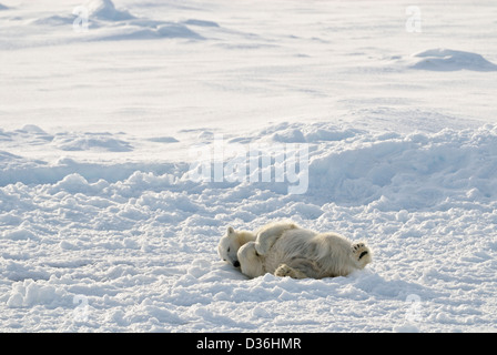 Un pan de l'ours polaire sur la banquise dans l'Arctique à Svalbard, au nord de la Norvège. Banque D'Images