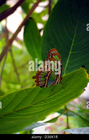 Papillon Malachite nacré Siproeta stelenes nom Latin Banque D'Images