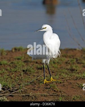 Aigrette garzette (Egretta garrzetta) Banque D'Images