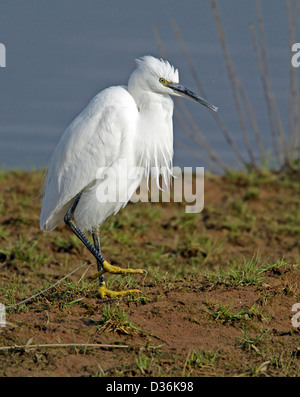 Aigrette garzette (Egretta garrzetta) Banque D'Images