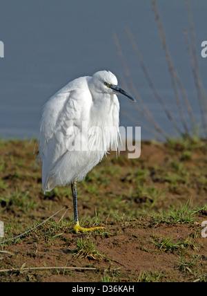 Aigrette garzette (Egretta garrzetta) Banque D'Images