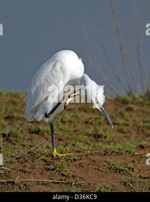 Aigrette garzette (Egretta garrzetta) Banque D'Images