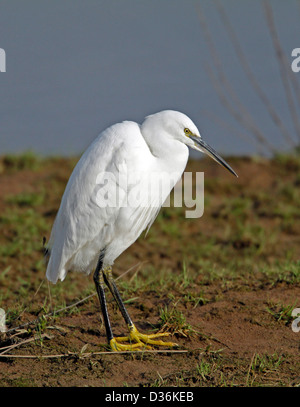 Aigrette garzette (Egretta garrzetta) Banque D'Images